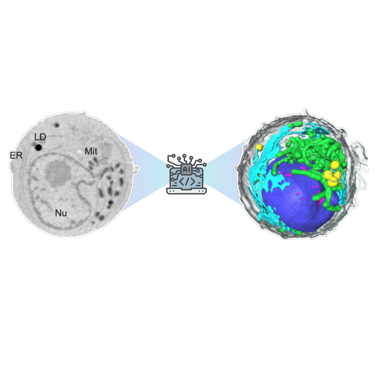 Two cellular images connected by a small AI icon; left is a grayscale cell, right is a colorful 3D organ model.