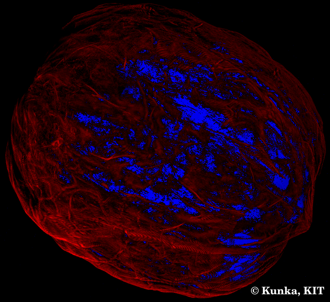 Grayscale-styled 3D cell showing red fibrous network with blue nuclei.