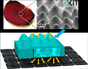 Biomimetics: The epidermis of a rose petal is replicated in a transparent layer which is then integrated into the front of a solar cell. (Illustration: Guillaume Gomard, KIT)