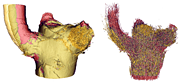 A branch-stem attachment could serve as a model for technical fiber-reinforced lightweight ramifications (Photo: Hesse/Uni Freiburg).