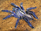 Blue tarantula (Photo: Tom Patterson)