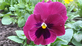 Das Stiefmütterchen Viola wittrockiana (Foto: Raphael Schmager)