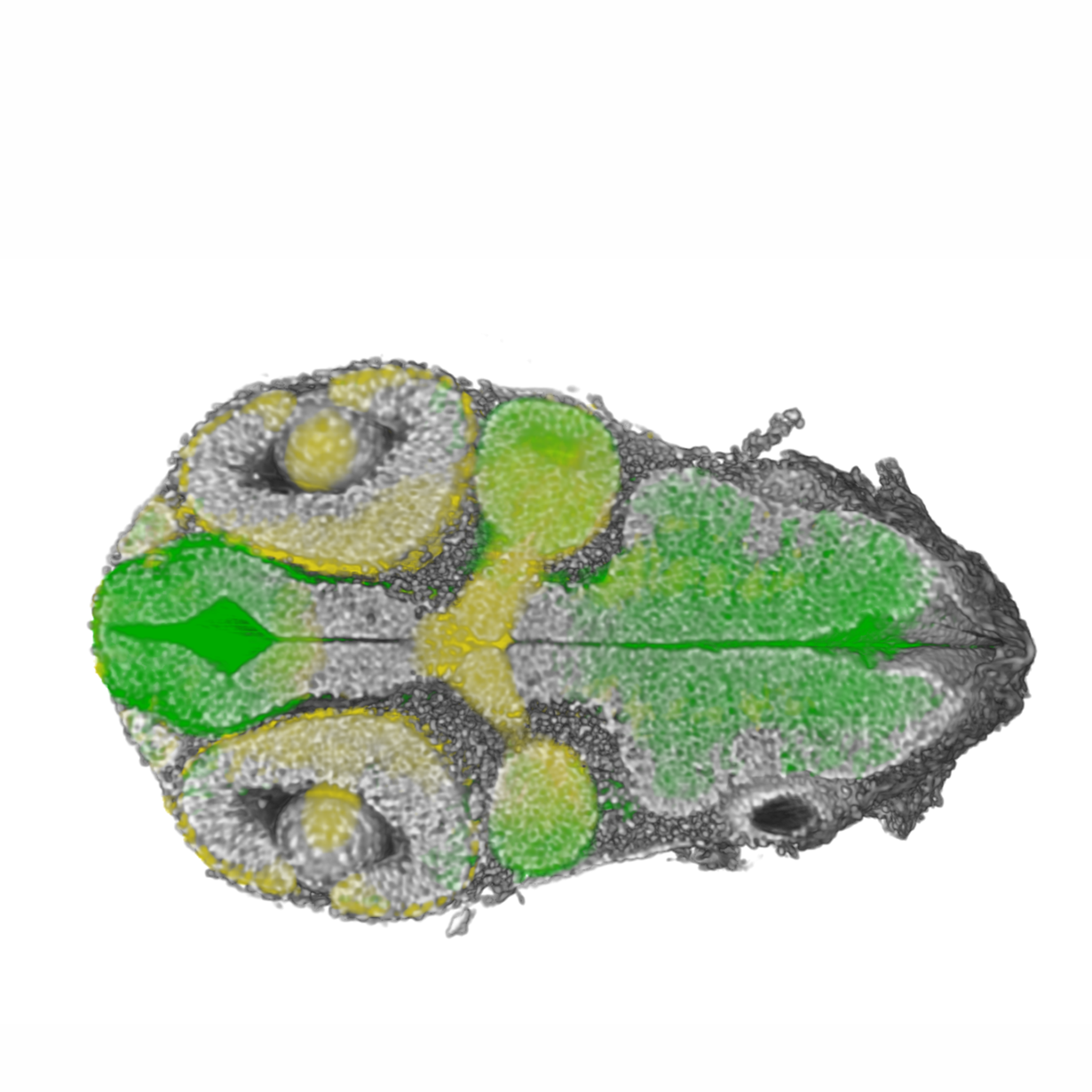 Cross-sectional multimodal X-ray image of a small organism with green-highlighted regions.